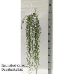 Hoya Linearis -Edible Flowers Sales Store HOYA LINEARIS KF1285 A