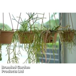 Hoya Linearis -Edible Flowers Sales Store HOYA LINEARIS KF1285 B