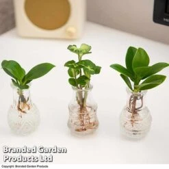 Hydroponic Collection Trio -Edible Flowers Sales Store HYDR COLL C