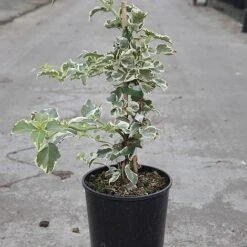 Edible Flowers Sales Store -Edible Flowers Sales Store HYDR SILVERLIN S45788 NOW