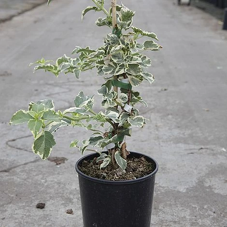 Hydrangea Anomala Petiolaris 'Silver Lining' 2 Hydrangea Anomala Petiolaris 'Silver Lining' - Image 2