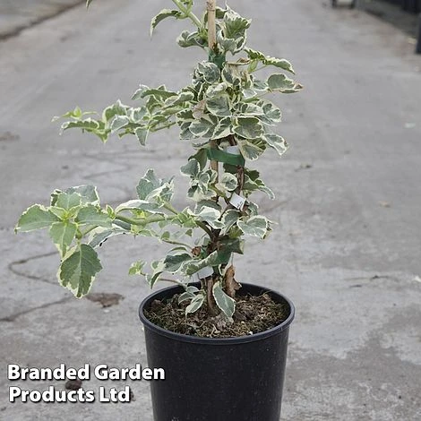 Hydrangea Anomala Petiolaris 'Silver Lining' 1 Hydrangea Anomala Petiolaris 'Silver Lining'