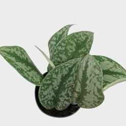 Scindapsus Pictus Trebie -Edible Flowers Sales Store IMG 1393 PhotoRoom