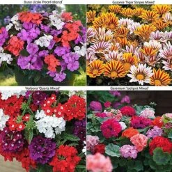 Bumper Garden Collection 10 Bumper Garden Collection -Edible Flowers Sales Store IMPA PEARLISLA S444041
