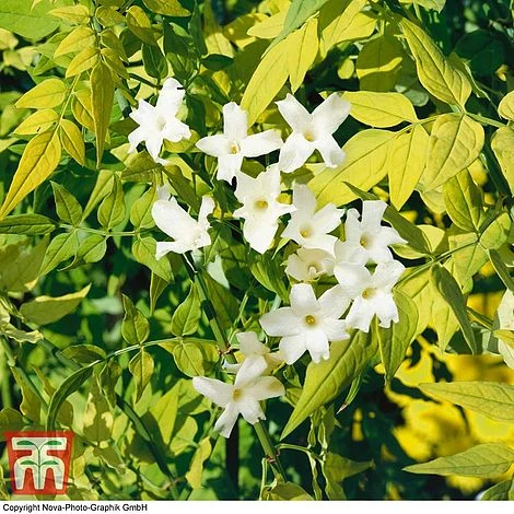 Jasminum Officinale 'Fiona Sunrise' -Edible Flowers Sales Store JASM TKA0899 C