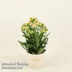 Kalanchoe 'Sunny Light Pink'