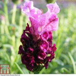 Lavender 'Antibes' -Edible Flowers Sales Store LAVE T80303 A