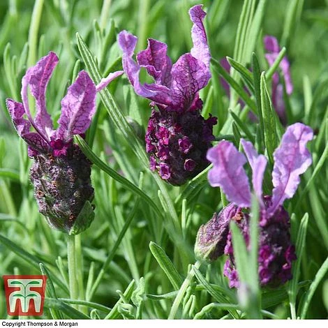Lavender 'Antibes' 5 Lavender 'Antibes' -Edible Flowers Sales Store LAVE T80303 B