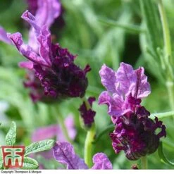 Lavender 'Antibes' -Edible Flowers Sales Store LAVE T80303 C