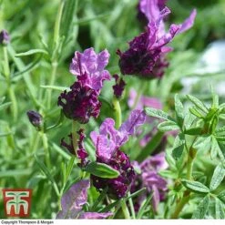 Lavender 'Antibes' -Edible Flowers Sales Store LAVE T80303 D
