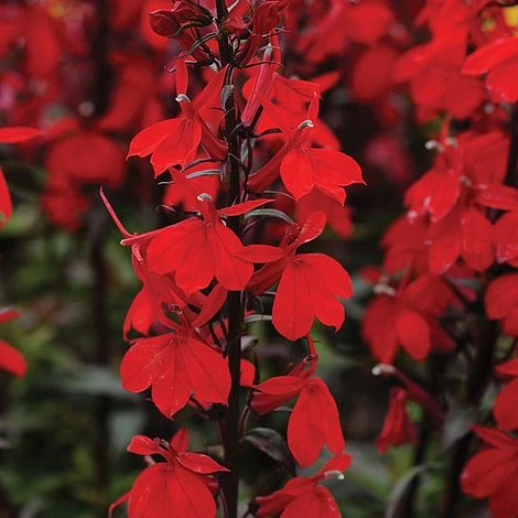 Lobelia 'Starship Scarlet' 1 Lobelia 'Starship Scarlet'