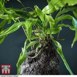 Lova Plant On Lava Rock - Gift -Edible Flowers Sales Store LOVA WKB4651 B1