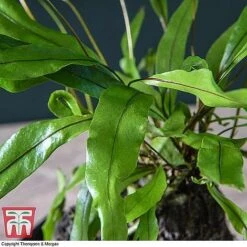 Lova Plant On Lava Rock - Gift -Edible Flowers Sales Store LOVA WKB4651 C1