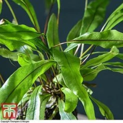 Lova Plant On Lava Rock - Gift -Edible Flowers Sales Store LOVA WKB4651 D1