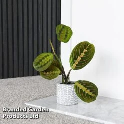 Maranta Leuconeura 'Fascinator' 7 Maranta Leuconeura 'Fascinator' -Edible Flowers Sales Store MARA FASCINATO T438211