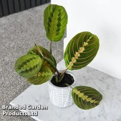 Edible Flowers Sales Store -Edible Flowers Sales Store MARA FASCINATO T438251