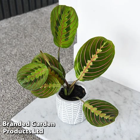 Maranta Leuconeura 'Fascinator' 2 Maranta Leuconeura 'Fascinator' - Image 2