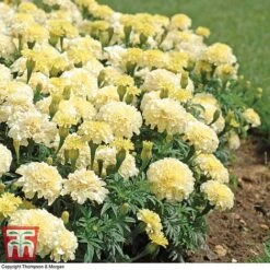 Marigold 'French Vanilla' F1 Hybrid -Edible Flowers Sales Store MARI P4020 D