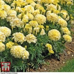 Marigold 'French Vanilla' F1 Hybrid -Edible Flowers Sales Store MARI P4020 E