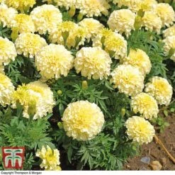Marigold 'French Vanilla' F1 Hybrid -Edible Flowers Sales Store MARI P4020 F