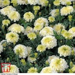 Marigold 'French Vanilla' F1 Hybrid -Edible Flowers Sales Store MARI P4020 G