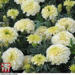 Marigold 'French Vanilla' F1 Hybrid -Edible Flowers Sales Store MARI P4020 H