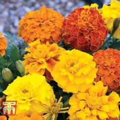 Marigold F1 'Zenith Mixed' 8 Marigold F1 'Zenith Mixed' -Edible Flowers Sales Store MARI P92376 C1