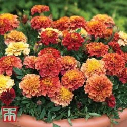 Marigold 'Strawberry Blonde' -Edible Flowers Sales Store MARI T67436 B