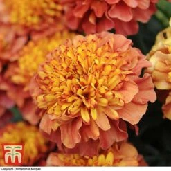 Marigold 'Strawberry Blonde' -Edible Flowers Sales Store MARI T67436 E