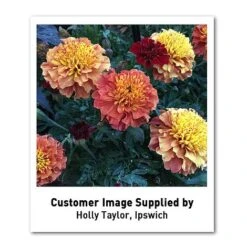 Marigold 'Strawberry Blonde' -Edible Flowers Sales Store MARI T67436 U2 h