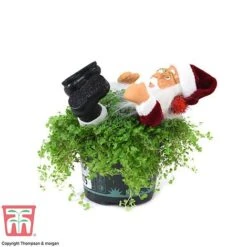 'Mind Your Own Business' Santa - Gift -Edible Flowers Sales Store MIND WGKB7085 D