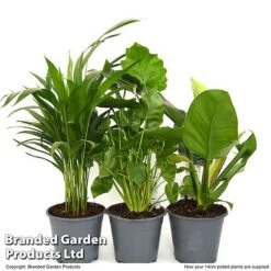 Calm Space Green Houseplant Mix In Decorative Wicker Basket 8 Calm Space Green Houseplant Mix In Decorative Wicker Basket -Edible Flowers Sales Store MIXD CALMS14CM T49694