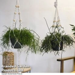 House Plants Hanging Mixed -Edible Flowers Sales Store MIXD HOUSEPLAN T49027