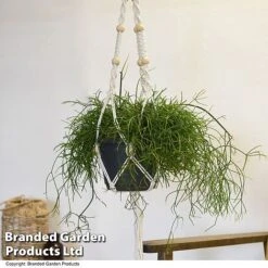 House Plants Hanging Mixed -Edible Flowers Sales Store MIXD HOUSEPLAN T49031