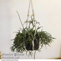 House Plants Hanging Mixed -Edible Flowers Sales Store MIXD HOUSEPLAN T49033
