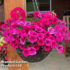 Pink Shockwave Preplanted Hanging Basket