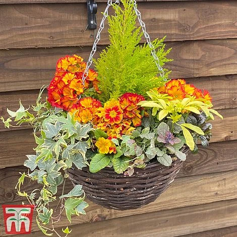 Autumn Sunset Mix (Pre-Planted Basket) 1 Autumn Sunset Mix (Pre-Planted Basket)