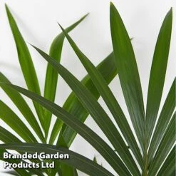 Almost Unkillable Houseplant Mixed Pot Collection -Edible Flowers Sales Store MIXD UNKILLMXDP T439991