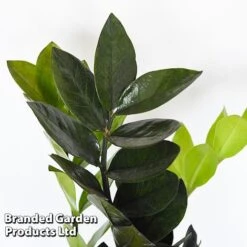 Almost Unkillable Houseplant Mixed Pot Collection -Edible Flowers Sales Store MIXD UNKILLMXDP T440001