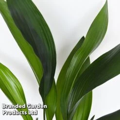 Almost Unkillable Houseplant Mixed Pot Collection -Edible Flowers Sales Store MIXD UNKILLMXDP T44002