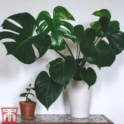 Monstera Deliciosa -Edible Flowers Sales Store MONS TKA2925 A