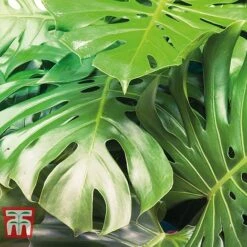 Monstera Deliciosa -Edible Flowers Sales Store MONS TKA2925 C