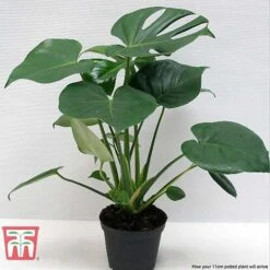 Monstera Deliciosa -Edible Flowers Sales Store MONS TKA2925 F