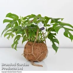 Monstera Minima In Kokodama Hanging Pot -Edible Flowers Sales Store MONS KOKOD17CM T43827