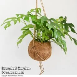 Monstera Minima In Kokodama Hanging Pot -Edible Flowers Sales Store MONS KOKODAMA T43829