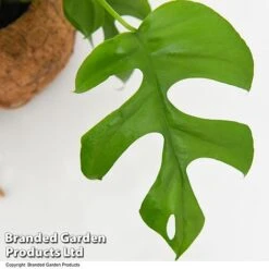 Monstera Minima In Kokodama Hanging Pot -Edible Flowers Sales Store MONS KOKODAMA T43832