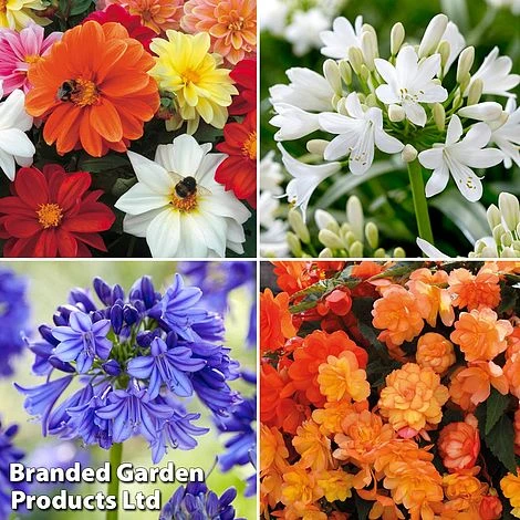 Summer Plant & Seed Collection 1 Summer Plant & Seed Collection