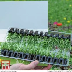 Summer Garden Plant Collection -Edible Flowers Sales Store MSE offer plant size