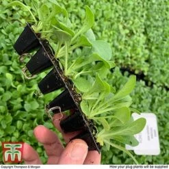 Summer Garden Plant Collection -Edible Flowers Sales Store MSE offer plant size2