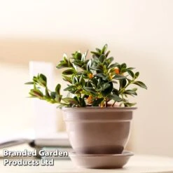 Nematanthus Gregarius -Edible Flowers Sales Store NEMA GREGARIUS W48800